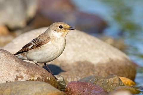 Collared flycatcher, (Ficedula albicollis), family of flycatchers Lesbos Island, Lesbos, Greece