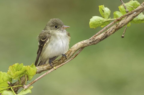 Acadian Flycatcher (Empidonax virescens) perched on a branch, Texas, USA