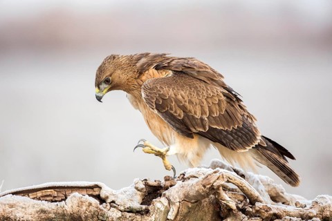 Bonelli's Eagle (Aquila fasciata) juvenile, Castile-La Mancha, Spain
