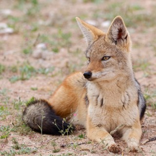 Black-backed jackal (Lupulella mesomelas), adult animal, lying in the grassland, alert, animal