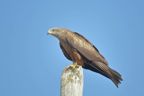Red kite (Milvus milvus) sitting on a pole, Malpartida de Plasencia, Monfragüe, Extremadura, Spain