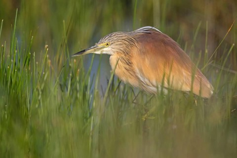 Squacco Heron, Ardeola ralloides, Crabier chevelu, Héron crabier, Garcilla Cangrejera
