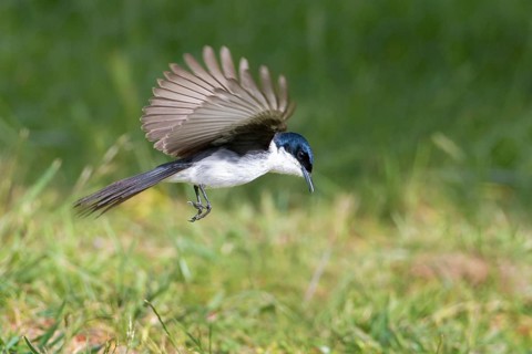 Restless Flycatcher (Myiagra inquieta) hovering, Victoria, Australia