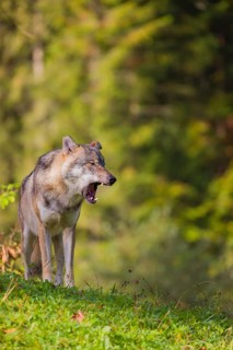 A eurasian gray wolf (Canis lupus lupus) stands on a meadow on a hill with a colourful foliage in