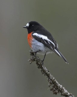 Scarlet Robin (Petroica boodang) male, Victoria, Australia