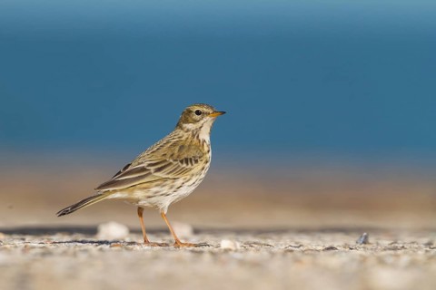 Meadow Pipit - Wiesenpieper - Anthus pratensis ssp. pratensis, Germany