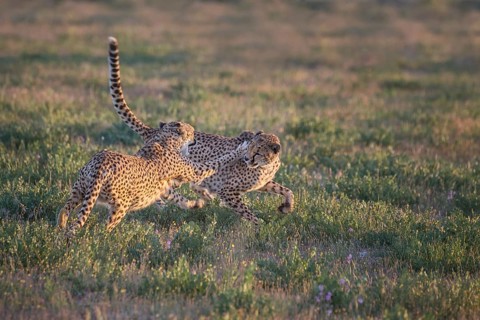 Cheetah (Acinonyx jubatus) two females fighting, Castile-La Mancha, Spain