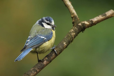 Eurasian Blue Tit (Cyanistes caeruleus), Utrecht, Netherlands
