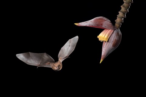 Pallas' Long-tongued bat visits a banana flower, Costa Rica