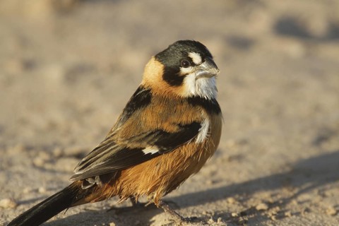 Rusty-collared Seedeater (Sporophila collaris melanocephala) male, Corrientes, Argentina