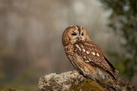 Tawny Owl (Strix aluco) captive, perched on a stump, Germany