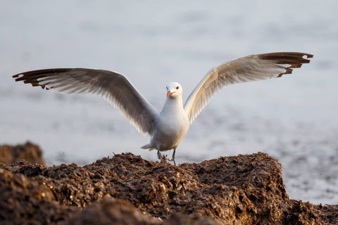 Audouin's Gull (Ichthyaetus audouinii) flapping, Spain