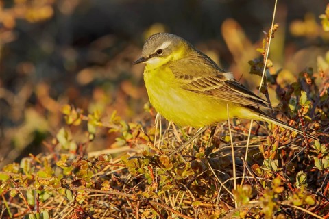 Eastern Yellow Wagtail (Motacilla tschutschensis) perched on the tundra in Nome, Alaska