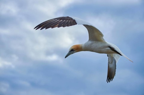 Northern gannet (Morus bassanus) flying in the sky, wildlife, Helgoland, Germany