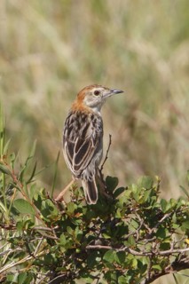 Stout Cisticola (Cisticola robustus), Masai Mara, Kenya