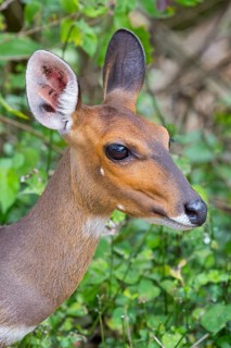 Bushbuck (Tragelaphus scriptus), antelope, young animal, portrait, iSimangaliso Wetland Park, St.