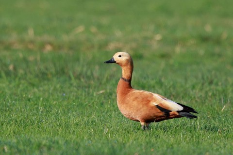 Ruddy Shelduck (Tadorna ferruginea), North Rhine-Westphalia, Germany