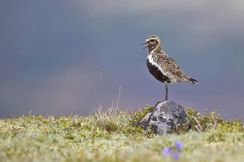 European Golden Plover (Pluvialis apricaria) calling, Dovrefjell, Norway