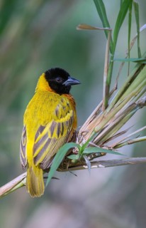 Black-headed Weaver (Ploceus melanocephalus) male, Uganda