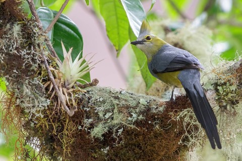 Long-tailed Silky Flycatcher (Ptilogonys caudatus) perched on a branch at its nest in Costa Rica