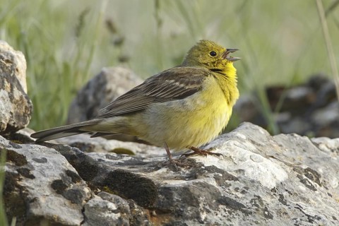 Cinereous Bunting (Emberiza cineracea) male singing, Greece