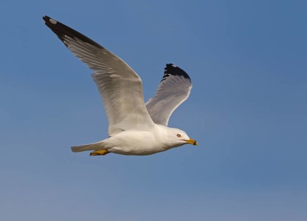 Ring-billed Gull (Larus delawarensis) flying, California, USA