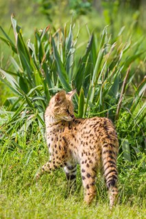 A serval, Leptailurus serval, stands on a green meadow on a sunny day