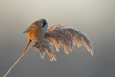 Bearded Reedling (Panurus biarmicus) male perched on reed, Netherlands