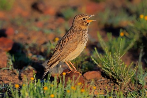 Bush Pipit (Anthus caffer), adult, on ground, singing, Pilanesberg National Park, North West