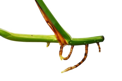 Aerial roots of Monstera Deliciosa houseplant plant curring on white background