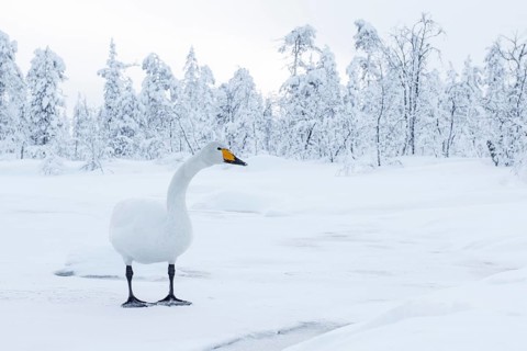 Whooper Swan (Cygnus cygnus), Finland