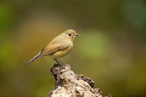 Himalayan Bluetail (Tarsiger rufilatus) female, Yunnan, China