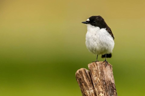 European Pied Flycatcher (Ficedula hypoleuca), male perched on a trunk, Castile and Leon, Spain