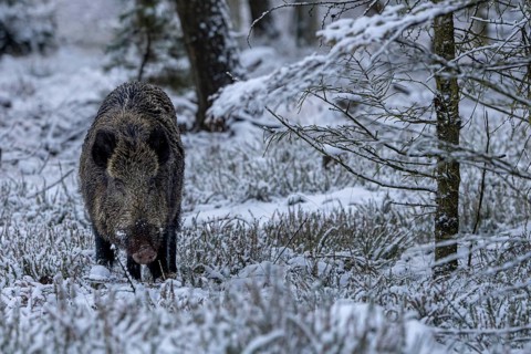 A wild boar (Sus scrofa) stands attentively in the snow-covered winter forest, early winter,