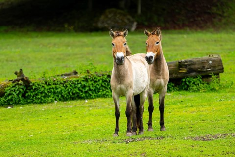 Przewalski's horse (Equus ferus przewalskii) standing on a meadow, Austria, Germany