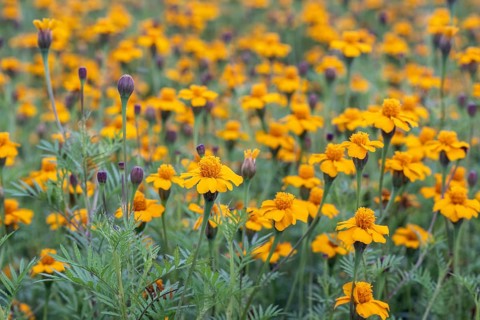 Marigolds (Tagetes), Emsland, Lower Saxony, Germany