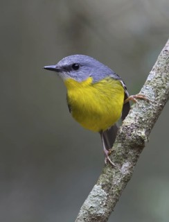 Eastern Yellow Robin (Eopsaltria australis), Queensland, Australia