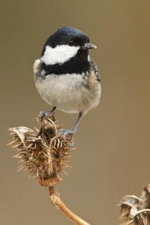 Coal Tit (Periparus ater), Rhineland-Palatinate, Germany