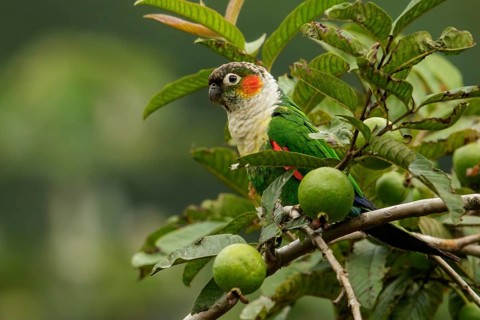White-breasted Parakeet (Pyrrhura albipectus) perched on a branch in the South of Ecuador