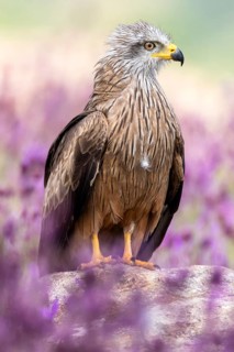 Black Kite (Milvus migrans) amongst flowers, Madrid, Spain