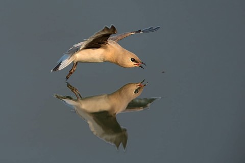 Small Pratincole (Glareola lactea) flying, Darjeeling, India