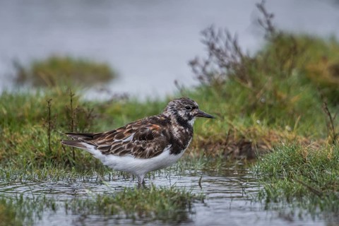 Ruddy Turnstone (Arenaria interpres), Schleswig-Holstein, Germany