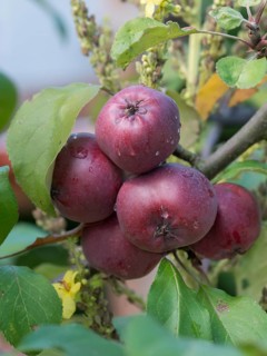 (Malus domestica REDLOVE CIRCE),  Germany