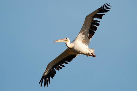 Great White Pelican (Pelecanus onocrotalus) flying, North Rhine-Westphalia, Germany