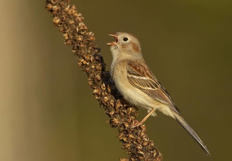 Field Sparrow (Spizella pusilla) singing, Ohio, USA