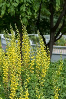 Dyer's pod (Baptisia australis 'Solar Flair' PRAIRIEBLUES), Home Depot, United States of America
