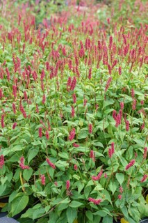 Candle knotweed (Persicaria amplexicaulis 'JS Caliente'), Federal Republic of Germany