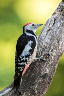 Middle Spotted Woodpecker (Dendrocoptes medius) climbing up old tree trunk, Carpathian Mountains,