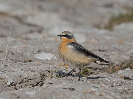 Northern Wheatear (Oenanthe oenanthe), Wales, United Kingdom