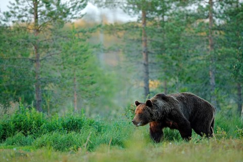 Sunset, morning light with big brown bear walking around lake in the morning light. Dangerous